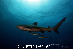 Bull Shark  and crew by Justin Barker 